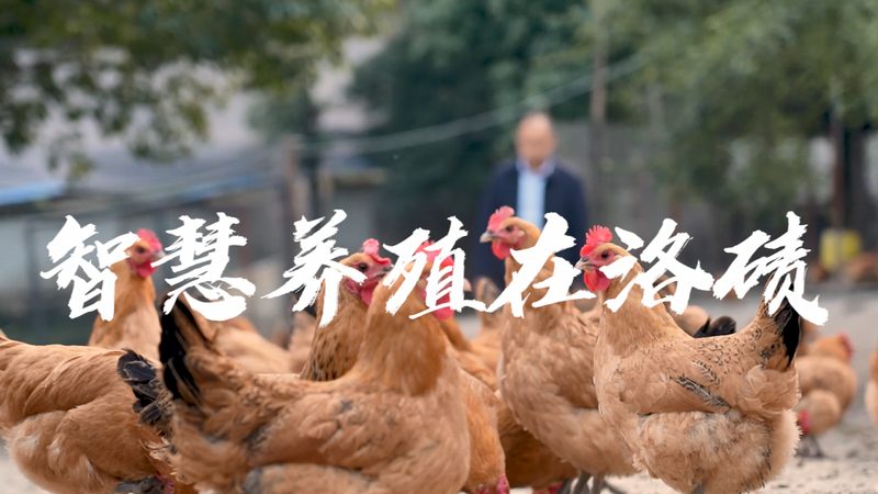 定制荧光定量PCR试剂盒，这些流程你了解吗？**
