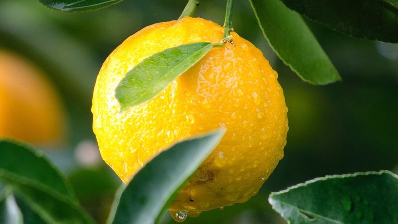 CRo案例解析：揭秘临床试验外包的最佳实践